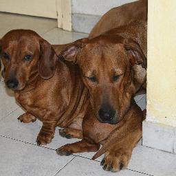 Francesco Colasuonno