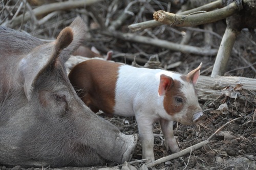 StrykerFarm's profile picture. Pig Paradise in the Poconos