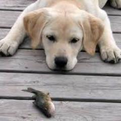 telsports's profile picture. Mom to great son; love God, family & friends, TCU, labs, Texans