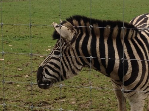 Axe Valley Wildlife Park is East Devon's hidden gem. A family run, family friendly wildlife park. Come and see the zebras and meerkats and much more.