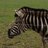 axevalleypark's profile image