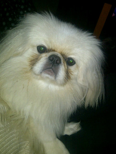 I'm a cream Pekingese little boy, live with my Mum and friends and my Shih Tzu bro Jason - love cheese and cuddles!