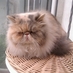 Mante (@ancerol) Twitter profile photo Mante (@ancerol) Twitter profile photo