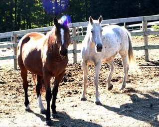 I ride a grey and a bay horse help me out and follow *The First Greys and Bays*