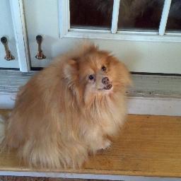 SnowDog2003's profile picture. 