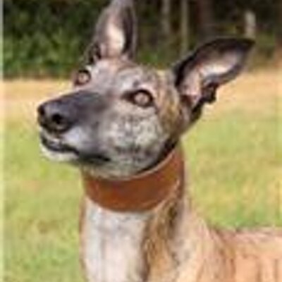 Yarmouth Greyhounds Ygreyhounds Twitter