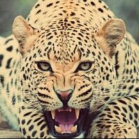 حسن صالح (@iphone9717) 's Twitter Profile