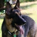 Eddie Haskell - @EdHaskellTheDog - Twitter