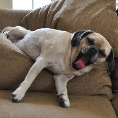 OscarPuggle's profile picture. Puggle (fawn); enjoys meat products, marking trees, howling, begging, sleeping, atomic molecular and optical physics, not in that order.