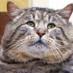 eat delicious food and be nice to the people you love you never know you might die tomorrow.
i'm a cat
i follow back