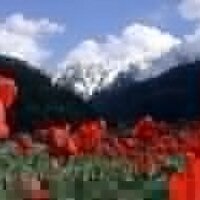 anake pur tempe (@anakepur) 's Twitter Profile