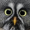 Взаимный фолловинг, RuFollowBack