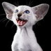 Дмитрий (@dulovdb) Twitter profile photo