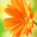 Взаимный фолловинг, RuFollowBack