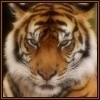 Взаимный фолловинг, RuFollowBack