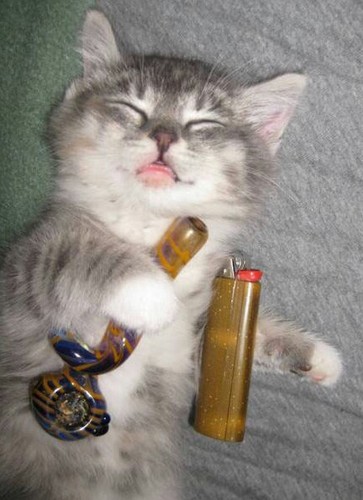 KushKitty4200's profile picture. #StonerNation #Weed #Ganja #StonerLove #HakunaMatata#StonedKitty #TeamFollowBack