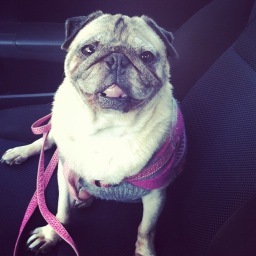 I like food and naps. The occasional belly rub. I'm a pug.