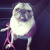 Ollie Girl (@pugnamedollie) Twitter profile photo