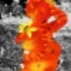 NestingRobin's profile picture. 