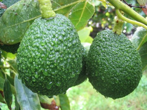 Agronomist, farmer, idealist and now Nuffield Scholar 2018 - working on, in and around avocados everywhere