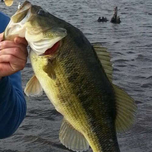 davidhassmex's profile picture. Hey student of the Holy Spirit. Loving God loving people. Change the campus, change the culture. If a tree stand still long enough I'll talk to it.