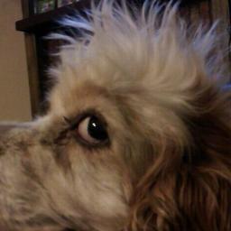 joefails's profile picture. ship builder, epic sailor, grilled cheese chef