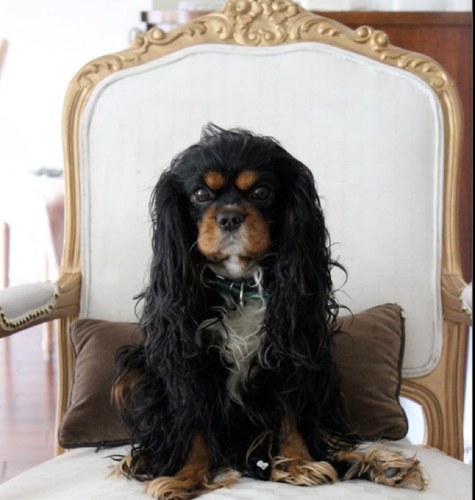 A little cavallier, a little king, but my name's not Charles, it's Jennings!