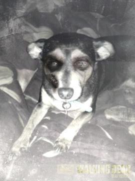 Love my dog always and forever! She was my heart she was my life she was my soul may she have peace now I love you my little baby.