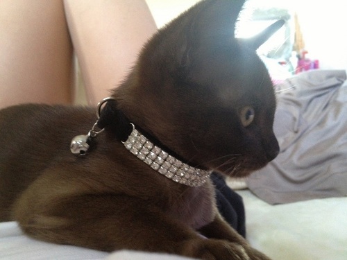 Cute Burmese kitten, mischievous and totally spoilt