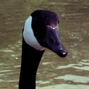 debbie shipley - @cozm01 - Twitter