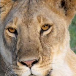 MaraNaboisho's profile picture. The Mara Naboisho Conservancy is a 50,000 acre community wildlife conservation area. It borders Masai Mara Reserve. Naboisho means coming together in Maa.