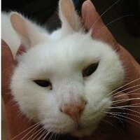 リー (@nd_dog) 's Twitter Profile