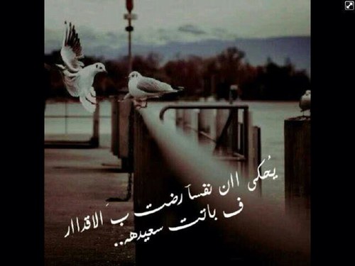 نتجَاهَل الكثِير ‘ ليسَ لأننَا لا نرىَ ..! بَل لأنْ القَلب إرتوى شبعاً - مِمَا رأى