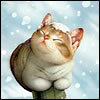 Взаимный фолловинг, RuFollowBack