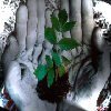 Взаимный фолловинг, RuFollowBack