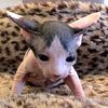 Взаимный фолловинг, RuFollowBack