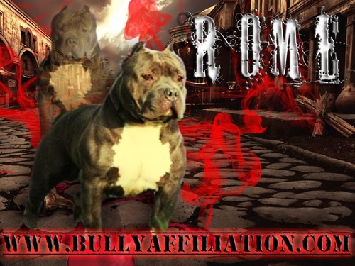 GAMEOVERPITS's profile picture. 