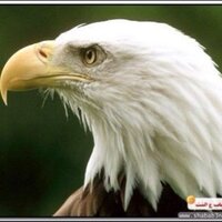 خضر حداد (@keder551) 's Twitter Profile