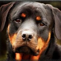 H (@hpeterbauer) 's Twitter Profile