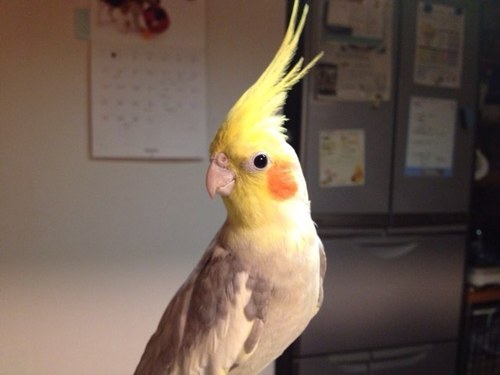 こんにちは、三重四日市です。オカメインコの栗とビーグル二頭飼ってます(＾ｰ^)ノ昔、病院で臨床検査技師として働いてました。鳥アイコンはフォローさせてもらうかもしれませんが、よろしくお願いします。