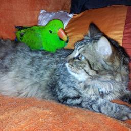 Nylsa_C's profile picture. I'm everything u're - or maybe not ;) // #AnimalNatureLover #TVDFan / Stewart, Pattinson, @ninadobrev & @iansomerhalder Fan #DelenaNian #Robsten @IS_Foundation