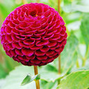 Jerry Flower - @CheerKacey - Twitter