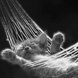 DeeZanamwe's profile picture. Poetry in my soul, Chuck Lorre in my mind. Let it all bleed out...