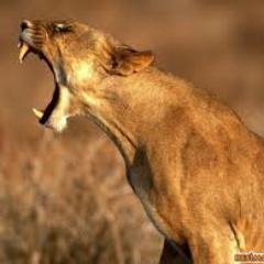 Karlheinzfeld's profile picture. 