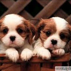 Hasan0654's profile picture. 