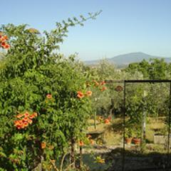 Welcome to Casa Fiori, holiday lets and watercolour painting holidays in Italy