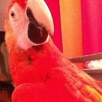 Giovanni Strippoli (@gfmstrippoli) 's Twitter Profile