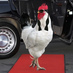 MovieRooster (@movie_rooster) Twitter profile photo MovieRooster (@movie_rooster) Twitter profile photo