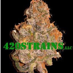 420LLC's profile picture. S.TripleX & D-Man aka Monsterbud Hollyweed started StrAinZ in 2012, and website in 2013.  It's blog and community network on LA's Best Medical Marijuana.