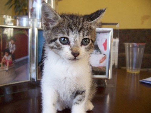 MichiTheKitten's profile picture. BAMF, miao! Owner: @leMaggieMae